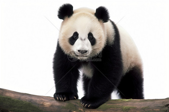一只大熊猫图片