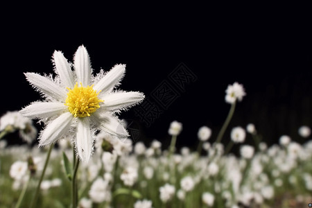 花海中的白色花朵图片