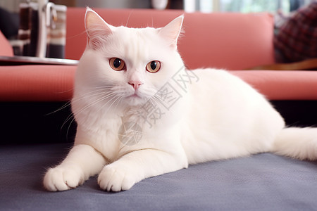 地毯上的小白猫图片