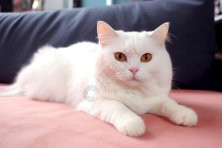 地毯上额度白色猫咪图片