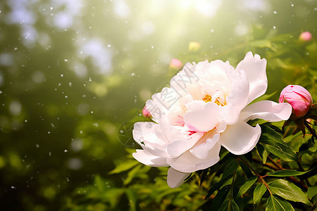 花园里面绽放的牡丹花图片