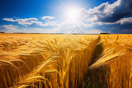 农田里面丰收的麦子图片