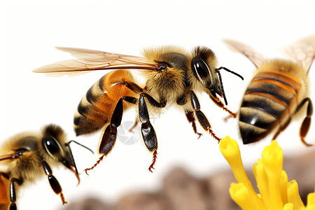 忙碌的蜜蜂采集花粉图片