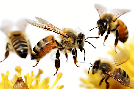 蜜蜂在黄花上飞舞图片