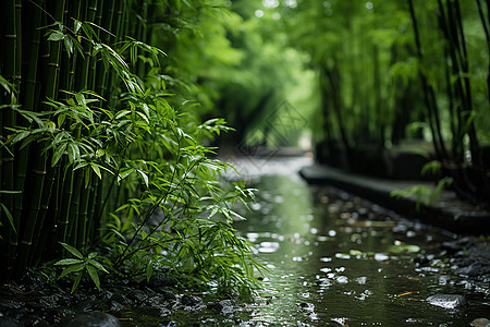 雨后竹林中的小路图片