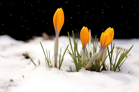 冰雪中伸展的黄花图片