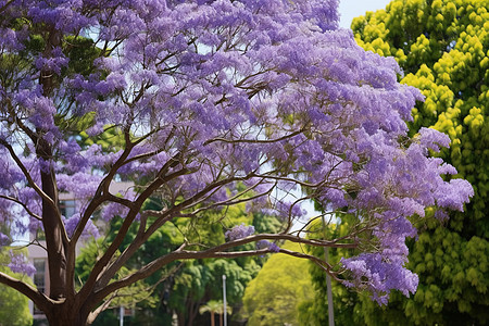 公园里的紫色花树背景图片