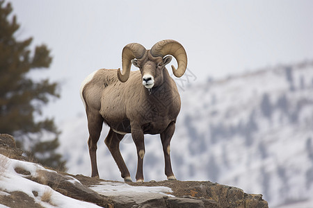 冬季山顶的山羊特写镜头高清图片