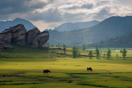 广袤草原上的牛背景图片