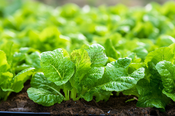 乡村农业种植的小白菜田野图片