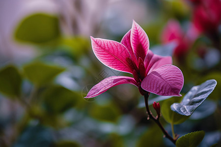 盛开的粉红色花朵图片