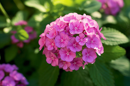 盛开的粉色花朵高清图片