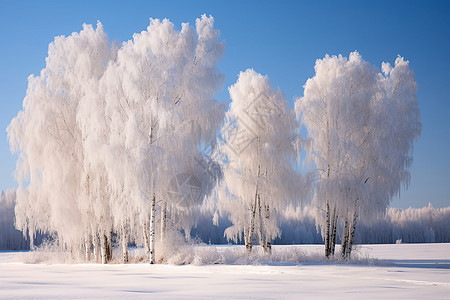 白雪皑皑的林场图片