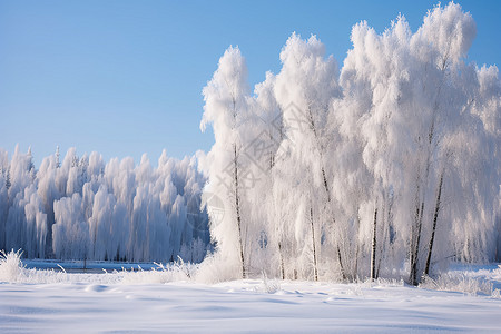 白雪皑皑的森林高清图片