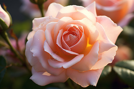玫瑰的浪漫时刻背景图片