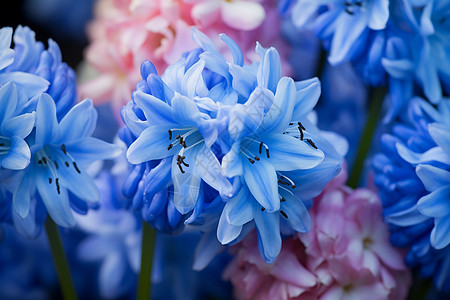 绽放的蓝色鲜花图片