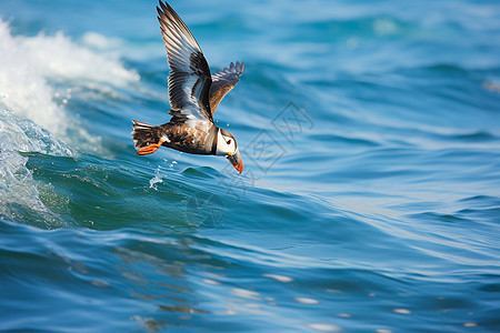 海洋捕食的鸟图片