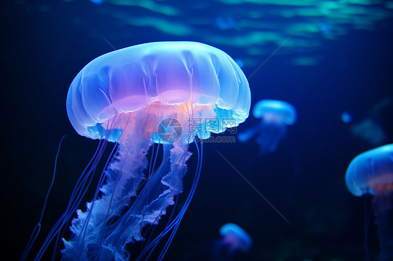 漂亮的深海水母图片