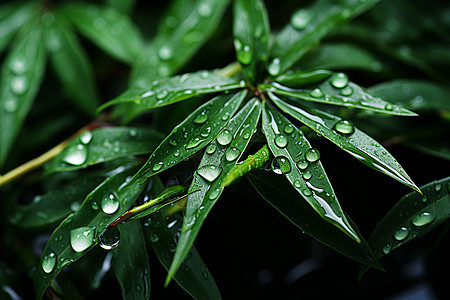绿色竹叶上的水滴图片