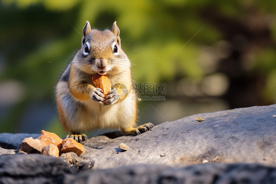 石头上吃食物的小松鼠图片