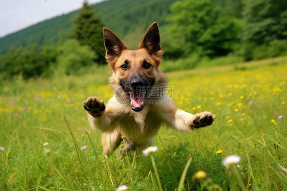 快乐的小狗在花草丛中奔跑图片