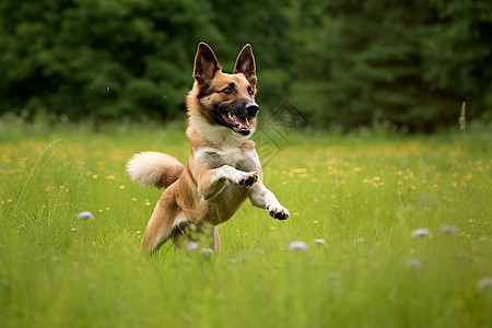 草地上玩耍的小狗背景图片