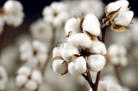 白棉花种植图片