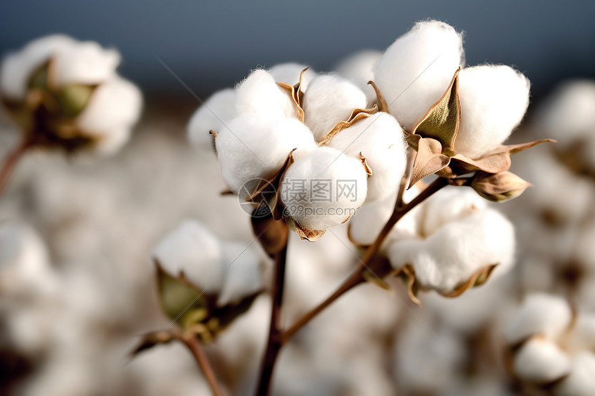 棉花植株的特写图片