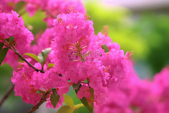 花海中的鲜花绽放图片