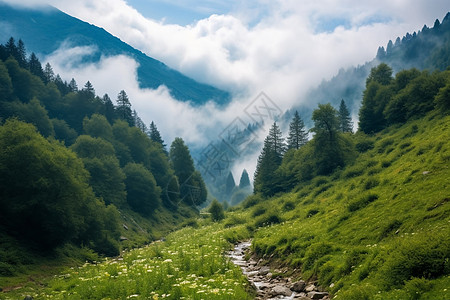 夏季万物生长的美景背景图片