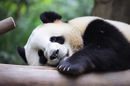 树干上可爱的大熊猫背景图片