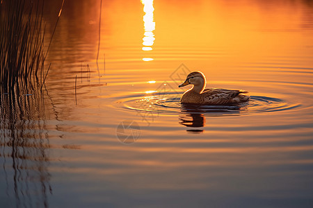 夕阳中的游鸭图片
