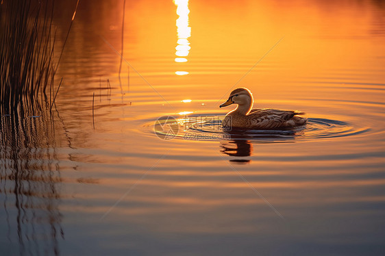 夕阳中的游鸭图片