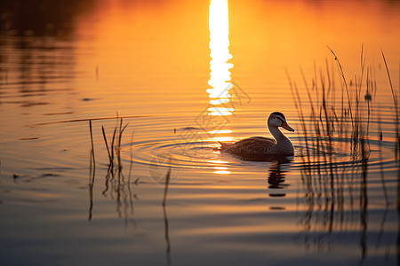 夕阳湖畔中的野鸭图片