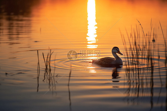 夕阳湖畔中的野鸭图片