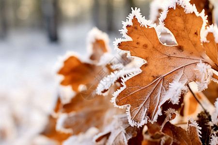 冬季白雪覆盖的枯叶景观图片