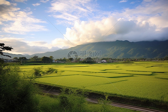 乡村农业的种植水稻田图片