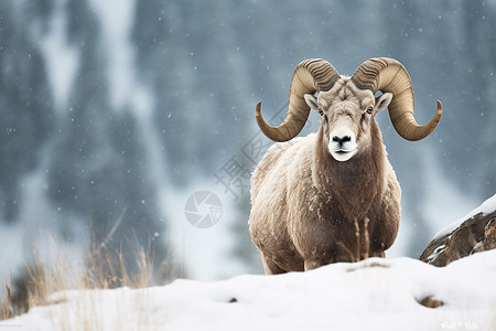 冬季雪中野生的大角羊图片