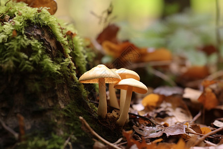 雨后树林中生长的蘑菇图片