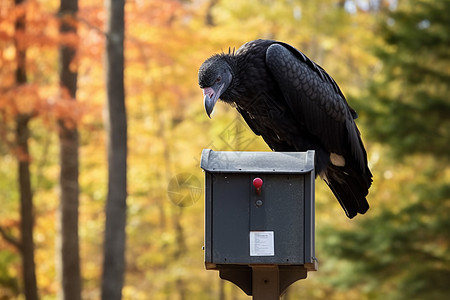户外信箱上的秃鹫背景图片