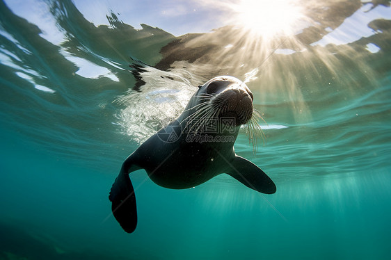 水下自由的海狮图片
