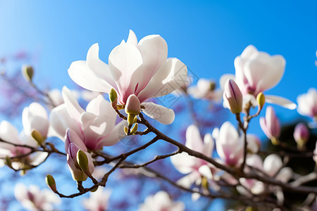 春日白花天开枝头图片