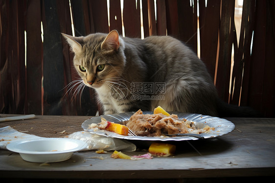 餐桌上的猫咪图片