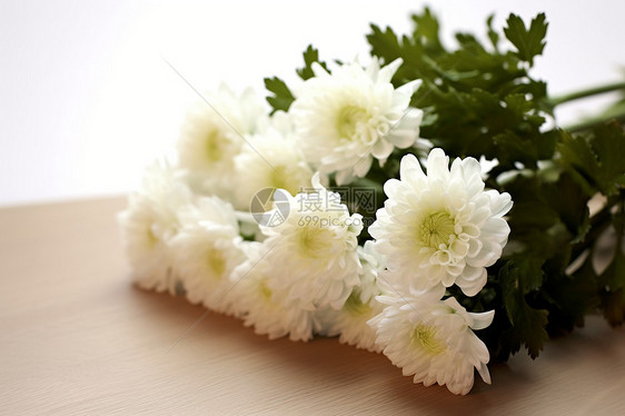 白色的菊花图片