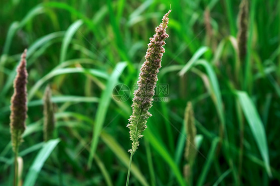 野草与花图片