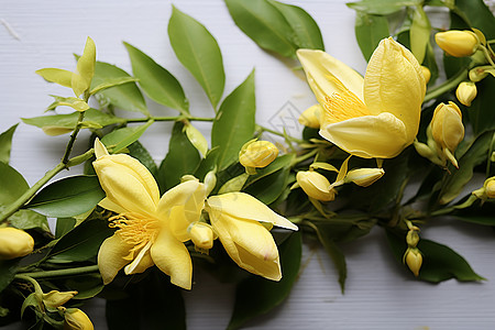 美丽的黄色花朵背景图片