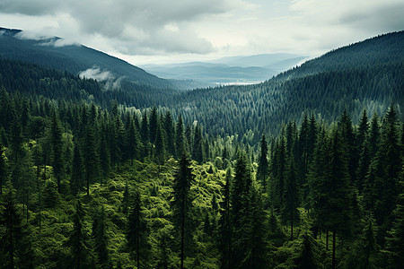 苍翠的山林背景