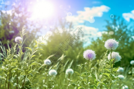 青草白花绽放背景图片