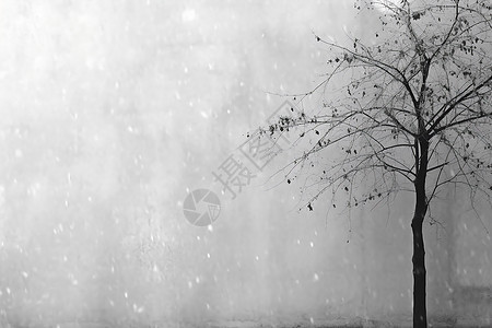 冬日里的孤树图片
