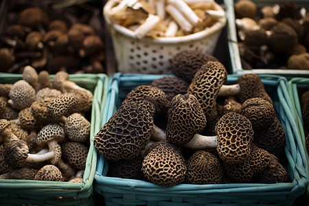 不同品种的蘑菇背景图片